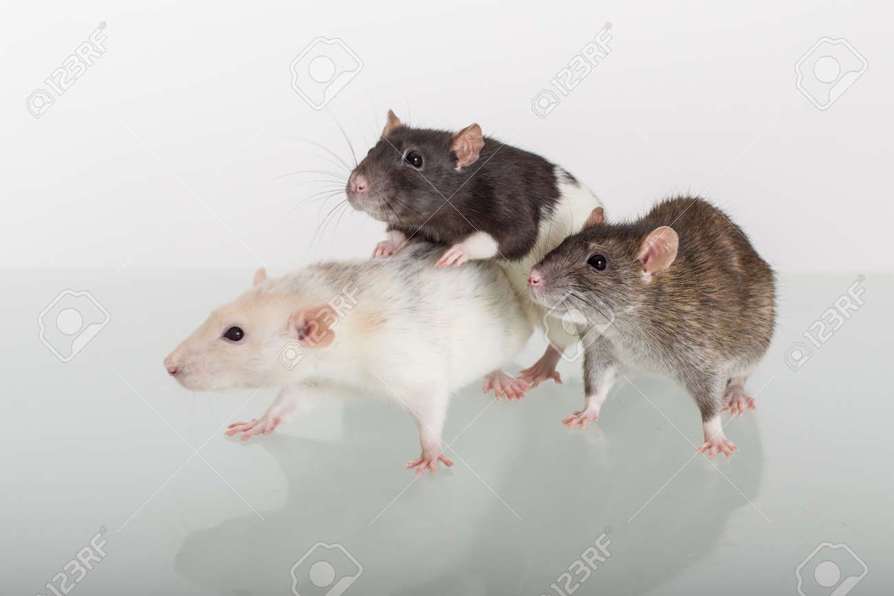 35717490-retrato-de-tres-ratas-domésticas-diferentes-en-el-cristal.jpg