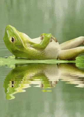 frog zen.gif