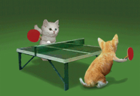 ping pong cats.gif