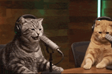 Cat laughing.gif