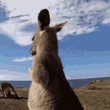 kangaroo.gif